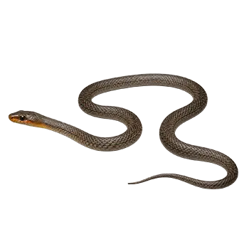 Baird's Rat Snake Species Guide - Furry Critter Network