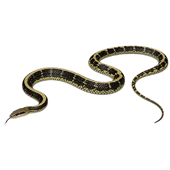 Beauty Snake Species Guide - Furry Critter Network