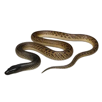 Black-Headed Python
