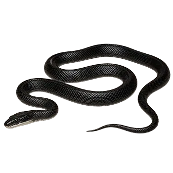 Black Rat Snake Species Guide - Furry Critter Network