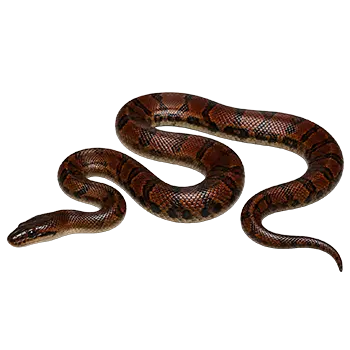 Blood Python Species Guide - Furry Critter Network