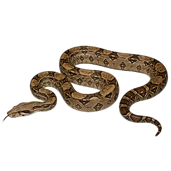 Boa Constrictor Species Guide - Furry Critter Network