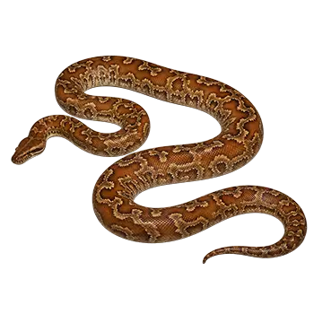 Bornean Short-Tailed Python Species Guide - Furry Critter Network