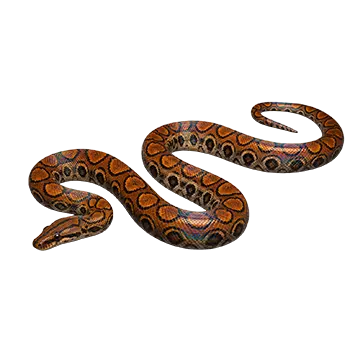 Brazilian Rainbow Boa