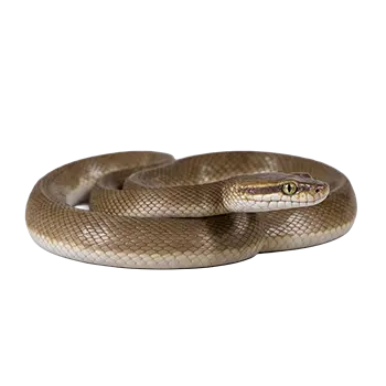 Brown House Snake Species Guide - Furry Critter Network