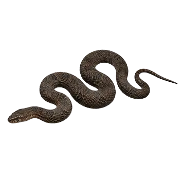 Brown Water Snake
