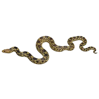 Bull Snake