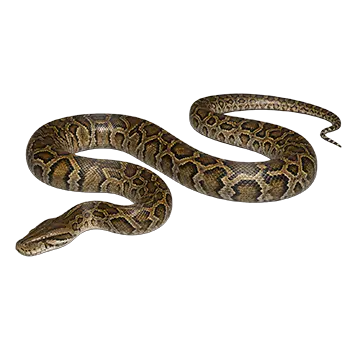 Burmese Rock Python Species Guide - Furry Critter Network