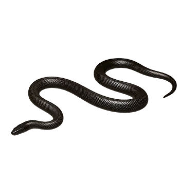 Burrowing Asp Species Guide - Furry Critter Network