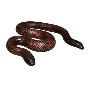 Calabar Python Species Guide - Furry Critter Network