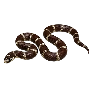 California Kingsnake Species Guide - Furry Critter Network