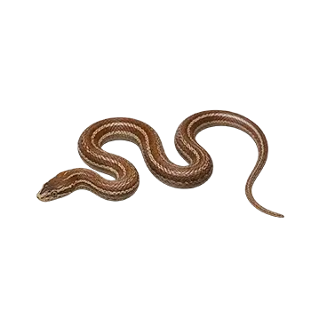 Cape House Snake