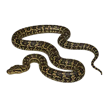 Carpet Python