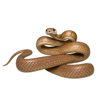 Cat-Eyed Snake