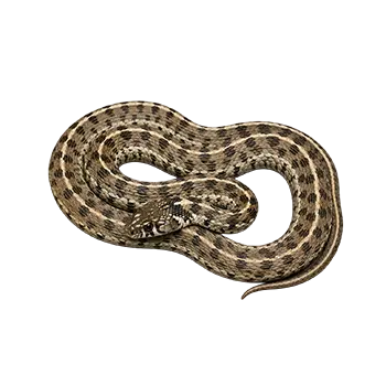 Checkered Garter Snake