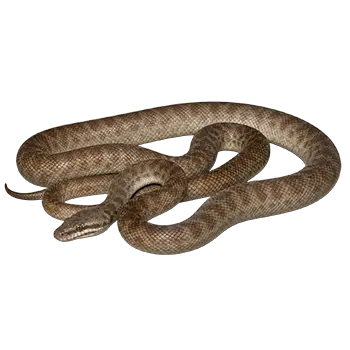 Children's Python