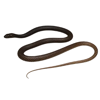 Coachwhip Species Guide - Furry Critter Network