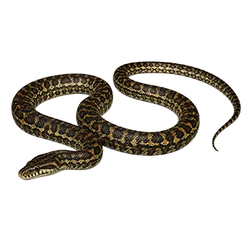 Coastal Carpet Python