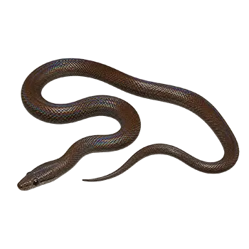 Colombian Rainbow Boa Species Guide - Furry Critter Network