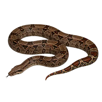 Colombian Red-Tail Boa Species Guide - Furry Critter Network
