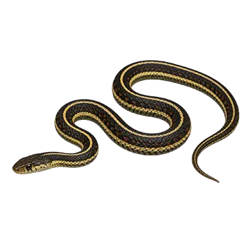 Common Garter Snake Species Guide - Furry Critter Network