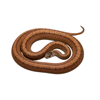 Dekay's Brown Snake