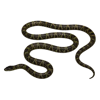 Desert Kingsnake