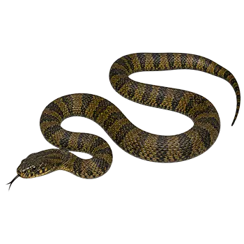 Diamond-Backed Water Snake