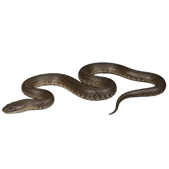 Dog-Faced Water Snake