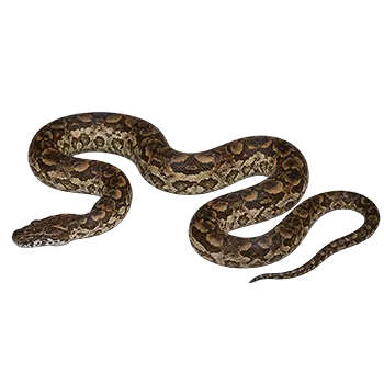 Dumeril's Boa