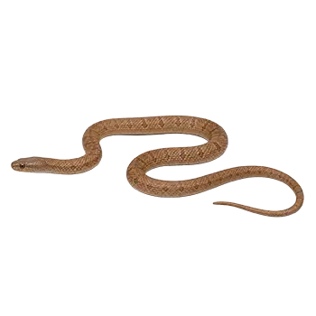 Eastern Egg-Eater