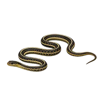 Eastern Garter Snake