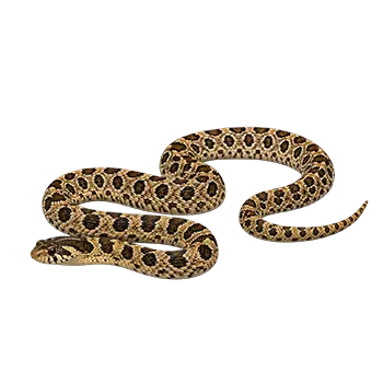 Eastern Hognose Snake
