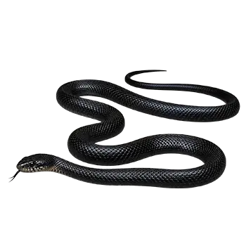 Eastern Indigo Snake