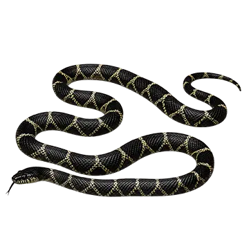 Eastern Kingsnake
