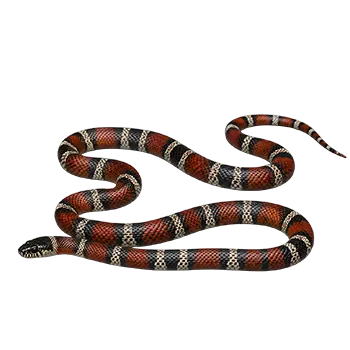 Eastern Milk Snake