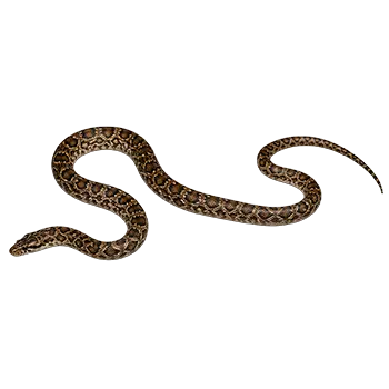 Eastern Small-Blotched Python