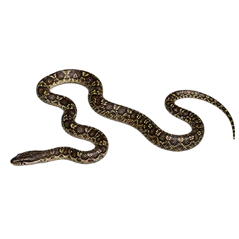 Egg-Eating Snake