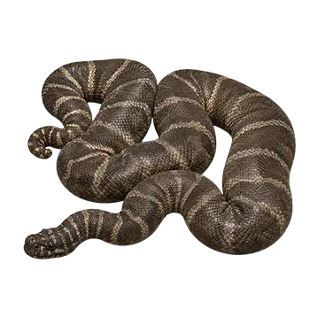 Elephant Trunk Snake