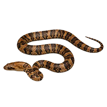 False Water Cobra