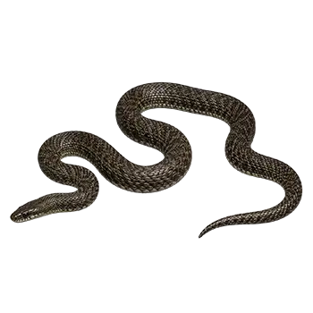 File Snake