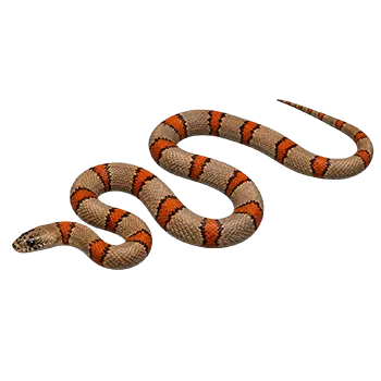 Gray-Banded Kingsnake