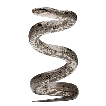 Gray Rat Snake Species Guide - Furry Critter Network