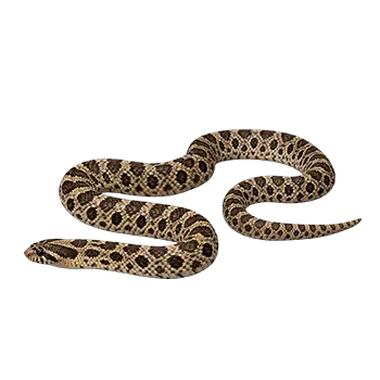 Mexican Hognose Snake